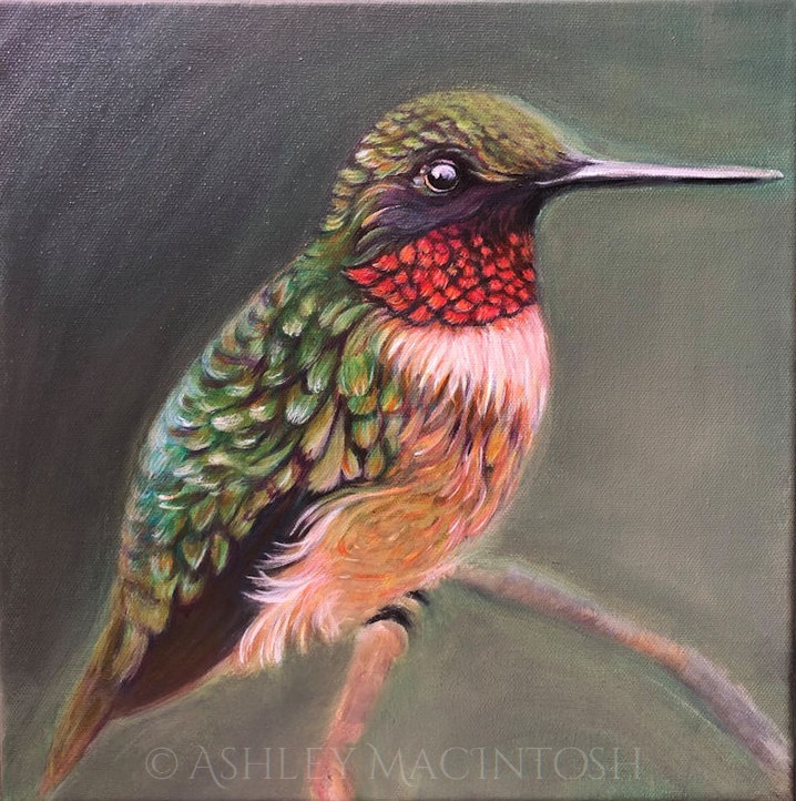Ruby-Throated Hummingbird -- 12 x 12, acrylic on canvas. 2019