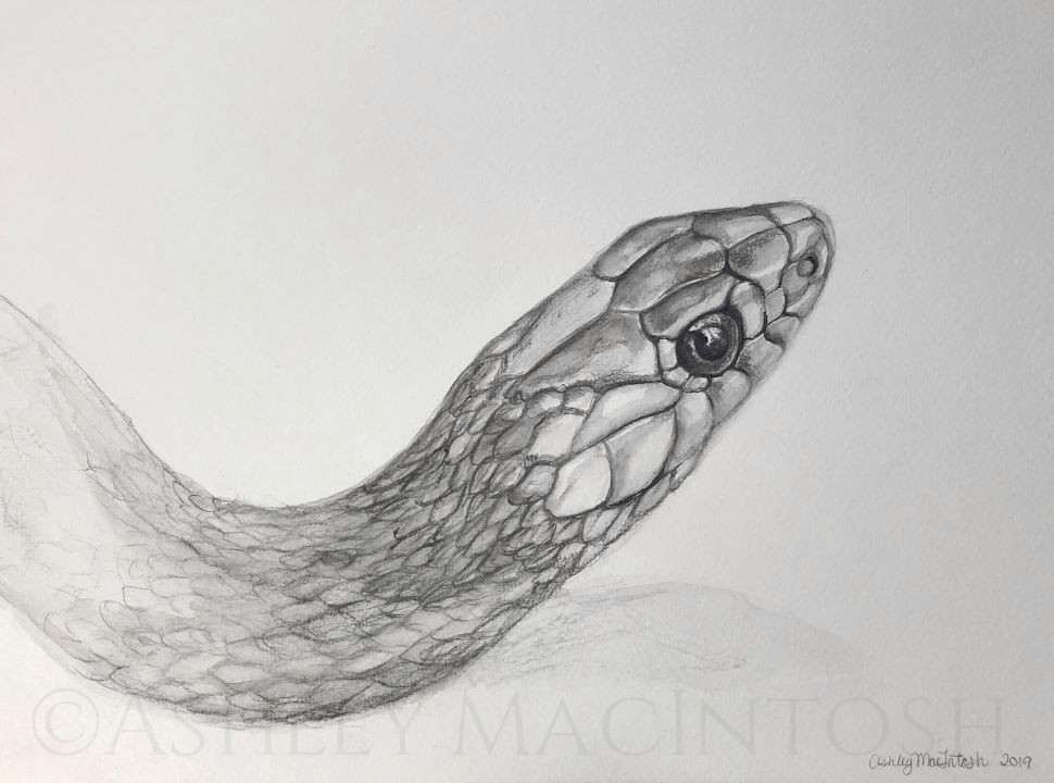 Garter Snake -- 2019