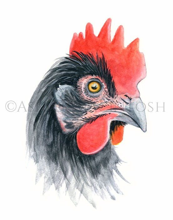 Rooster -- 2019